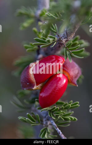 Close up di semi di colore rosso su una Guayacan, Guaiacum angustifolium, bush nel Parco nazionale di Big Bend, STATI UNITI D'AMERICA Foto Stock