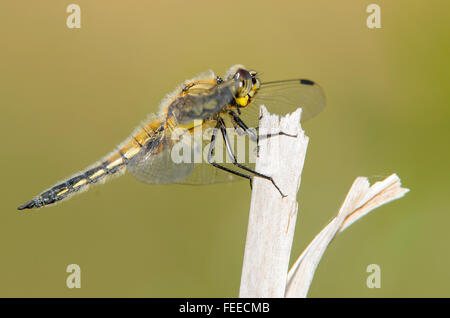 Quattro-spotted Chaser Libellula quadrimaculata appoggiata Foto Stock