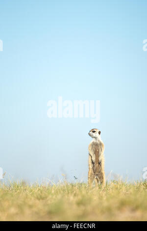 Meerkat su open veld in Botswana Foto Stock