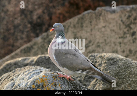 Woodpigeon Columba palumbus in piedi su una roccia Foto Stock