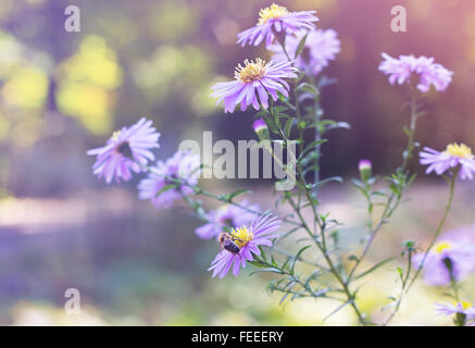 Michaelmas margherite (nome botanico: Aster novi-belgii o Symphyotrichum novi-belgii), anche noto come New York aestri, nel giardino f Foto Stock