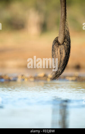 Coda di elefante africano Foto Stock