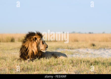 Maschio di leone africano Foto Stock