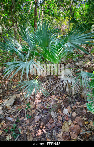 Ft. Lauderdale, Florida. Saw Palmetto lungo l'amaca in legno Trail, Hugh Taylor Birch State Park. Foto Stock