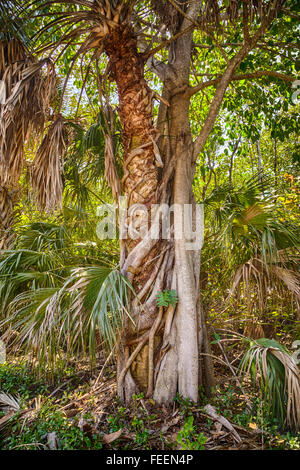 Ft. Lauderdale, Florida, Stati Uniti d'America. Strangler Fig (Ficus Aurea) abbracciando Sabal Palm, legno duro tropicale amaca Trail. Foto Stock