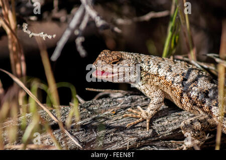 Una recinzione nordoccidentale Lizard (Sceloporus occidentalis) centrale di Oregon, Stati Uniti d'America. Foto Stock