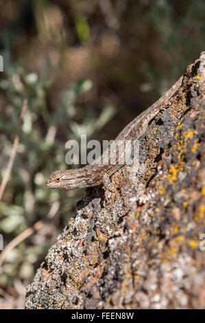 Una recinzione nordoccidentale Lizard (Sceloporus occidentalis) ensoleillement stesso su una roccia nel centro di Oregon, Stati Uniti d'America. Foto Stock