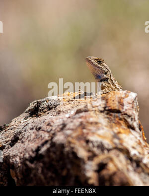 Una recinzione nordoccidentale Lizard (Sceloporus occidentalis) ensoleillement stesso su una roccia nel centro di Oregon, Stati Uniti d'America. Foto Stock