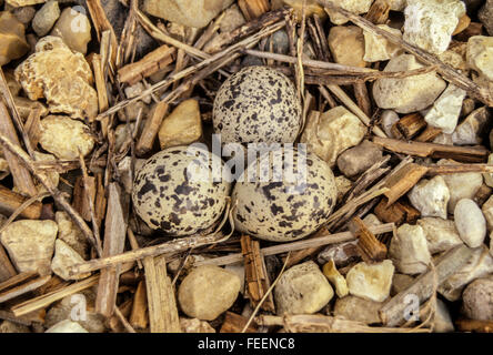 Natura di camuffamento. Un Kildeer (charadrius vociferus) depone le uova in un nido circondato da ghiaia adiacente all entrata di una Li Foto Stock