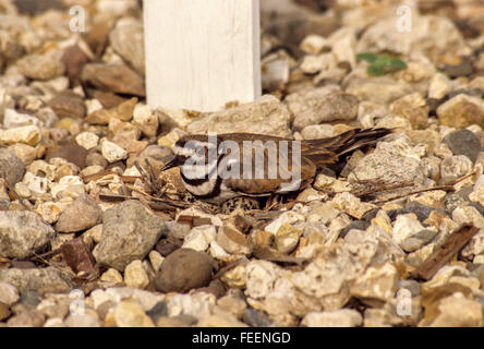 Natura di camuffamento. Un Kildeer (charadrius vociferus) si siede sul suo uova in un nido circondato da ghiaia adiacente all'entrata di un Foto Stock