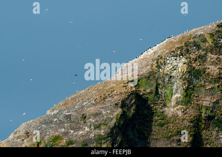 Attiva una colonia di nidificazione di cormorani, gabbiani e altri uccelli marini sulla pila di Cape Kiwanda, Oregon. Foto Stock