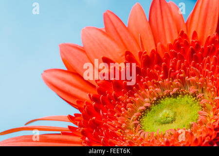 Foto macro di rosso arancio brillante fiore di Gerbera. Primo piano. Dettaglio petali. Sfondo. Foto Stock