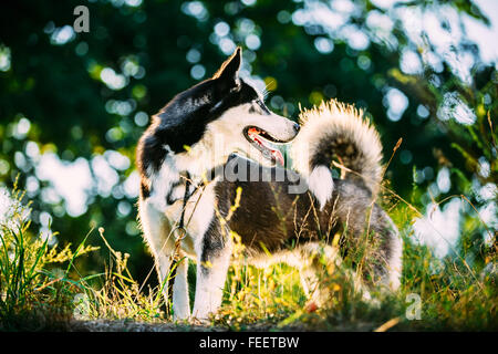 Vista laterale di Husky eschimese cane con bocca aperta e lingua guardando indietro in piedi sul prato verde. Boke bokeh sfondo. Foto Stock
