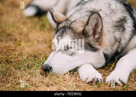 Bellissima Alaskan Malamute cinque mesi di cucciolo di cane seduto su erba secca. Autunno Foto Stock