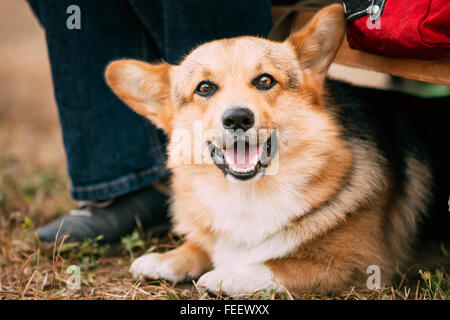 Close up ritratto di Giovane felice Welsh Corgi cane in erba secca all'aperto. L'animale guarda ganasce aperte. Foto Stock