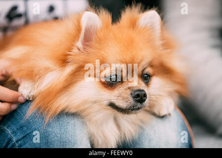 Close up ritratto di rosso di Pomerania in miniatura Spitz Cane Piccolo si trova nelle mani della padrona. Foto Stock