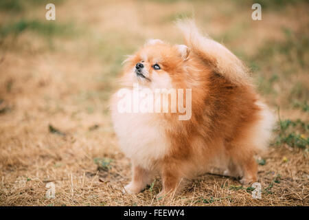 Rosso miniaturizzati Spitz di Pomerania, piccolo cane guardando verso l'alto. Ritratto. Foto Stock