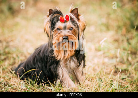 Piccolo e grazioso cane Yorkshire terrier con un fiocco rosso nel parco all'aperto. Foto Stock