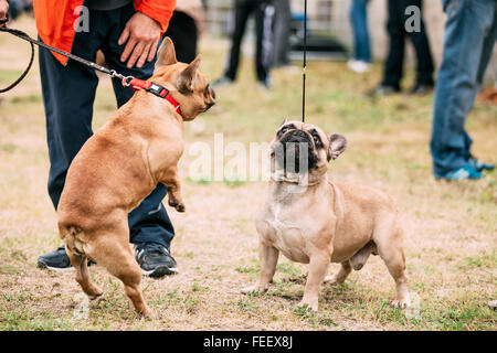 Due divertenti bulldog francese cane al guinzaglio giocare nel parco all'aperto. Foto Stock