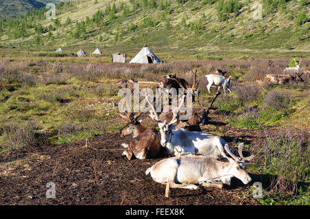 Le renne nel campo di Duhkha (stesso come Tsaatan) persone Foto Stock