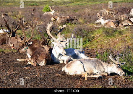 Le renne nel campo di Duhkha (stesso come Tsaatan) persone Foto Stock