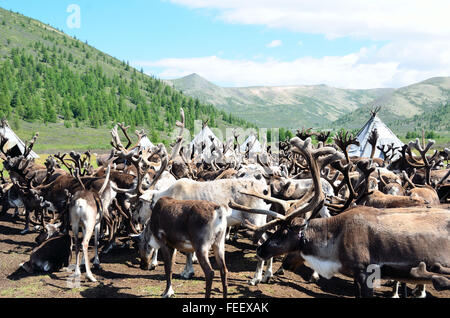 Le renne nel campo di Duhkha (stesso come Tsaatan) persone Foto Stock