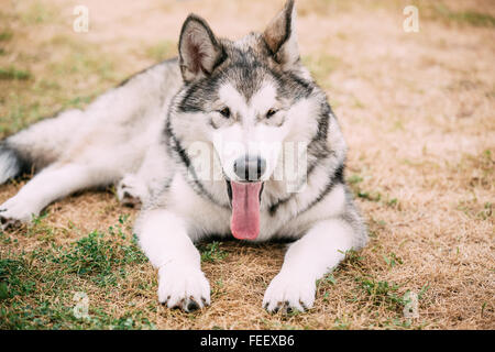 Bella singola Alaskan Malamute cinque mesi di cucciolo di cane seduto, riposo, dorme su erba secca. La stagione autunnale. Foto Stock