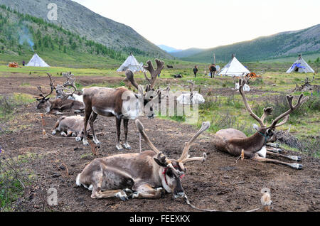 Le renne nel campo di Duhkha (stesso come Tsaatan) persone Foto Stock