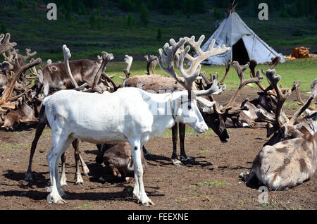 Le renne nel campo di Duhkha (stesso come Tsaatan) persone Foto Stock