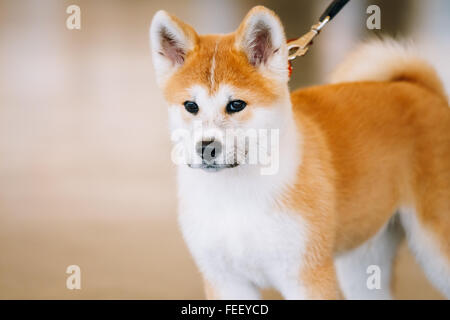 Young white e red Akita Inu cane, giapponese Akita cucciolo Close Up Foto Stock