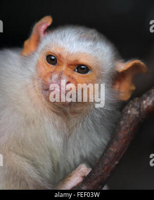 Silvery Marmoset (mico argentatus) Foto Stock