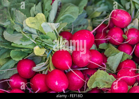 Appena raccolto il ravanello Foto Stock