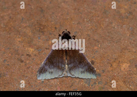 Unidentified moth. chorla village, Karnataka, India Foto Stock