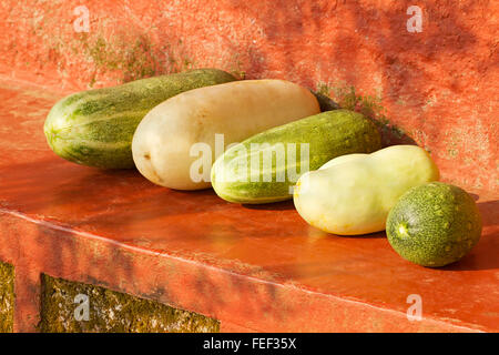 Varietà di cetriolo selvatico, kuveshi village, anshi dandeli riserva della tigre, Karnataka, India Foto Stock