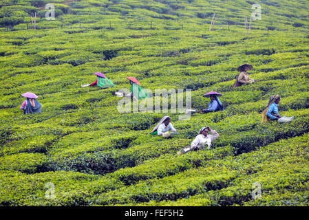 La piantagione di tè, Thekkady, del Periyar, Kerala, India, Asia del Sud Foto Stock