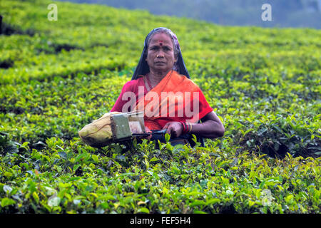 La piantagione di tè, Thekkady, del Periyar, Kerala, India, Asia del Sud Foto Stock