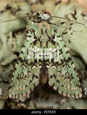 Merveille du jour (Griposia aprilina) sui licheni. Una bella falena autunnale nella famiglia Noctuidae, camuffati a riposo Foto Stock