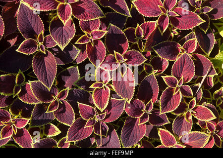 Dipinto di ortica Coleus sfondo Foto Stock