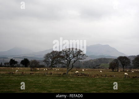 Terreni agricoli a Glastraeth vicino a Talsarnau Galles Foto Stock