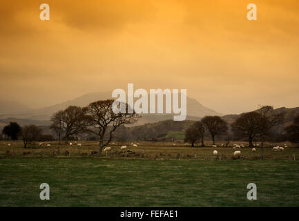 Terreni agricoli a Glastraeth vicino a Talsarnau Galles Foto Stock