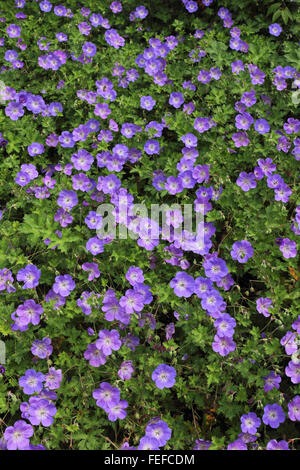 Perenne fioritura viola geranium Rozanne è un famoso giardino arbusto, Surrey, Inghilterra, Regno Unito. Foto Stock