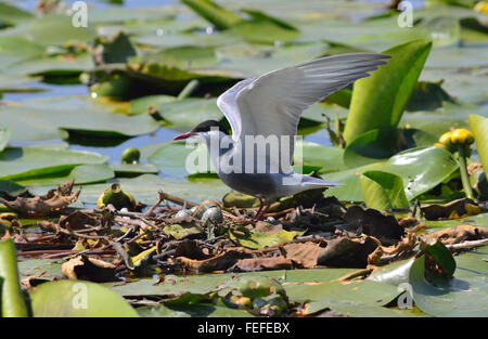 Wild Bird incuba uova nel nido nel lago Foto Stock