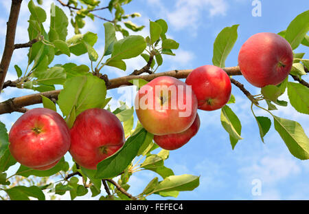 Le mele rosse cresce su di un ramo tra il fogliame verde contro un cielo blu Foto Stock