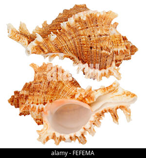 Seashells isolati su sfondo bianco Foto Stock