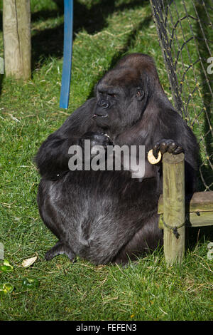 Gorilla femmina in cattività, Tywcross Zoo, Leicestershire, Regno Unito. Foto Stock
