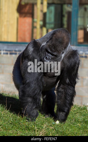 Western pianura gorilla maschio in cattività, Tywcross Zoo Foto Stock