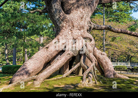 Vista di un rilievo radici pino in un giardino a Kanazawa, Giappone. Questo insolito pine che mostra più di 40 grandi e piccole radici. Foto Stock