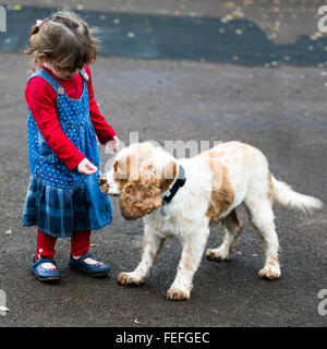 Un giovane bambino pet alimentazione cocker spaniel Foto Stock