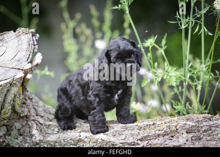 American cocker spaniel cucciolo salendo su un log Foto Stock