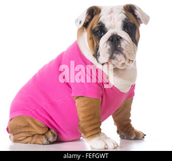 Femmina Bulldog inglese cucciolo seduto su sfondo bianco Foto Stock